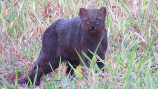 Un ejemplar de yaguarundí adulto, animal que encontraron en la localidad de San Justo.