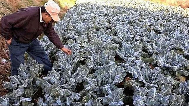 Qué es la helada negra, el fenómeno que pone en alerta a gran parte del país por el frío polar