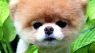 Un cachorro pomerania toy se convirtió en una estrella de Facebook
