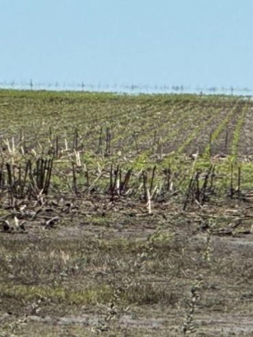 Seguro de resiembra para proteger lotes ante encharcamiento, granizo o heladas