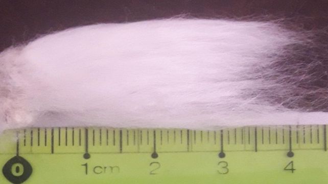 La primera variedad de algodón con fibras extralargas da sus frutos
