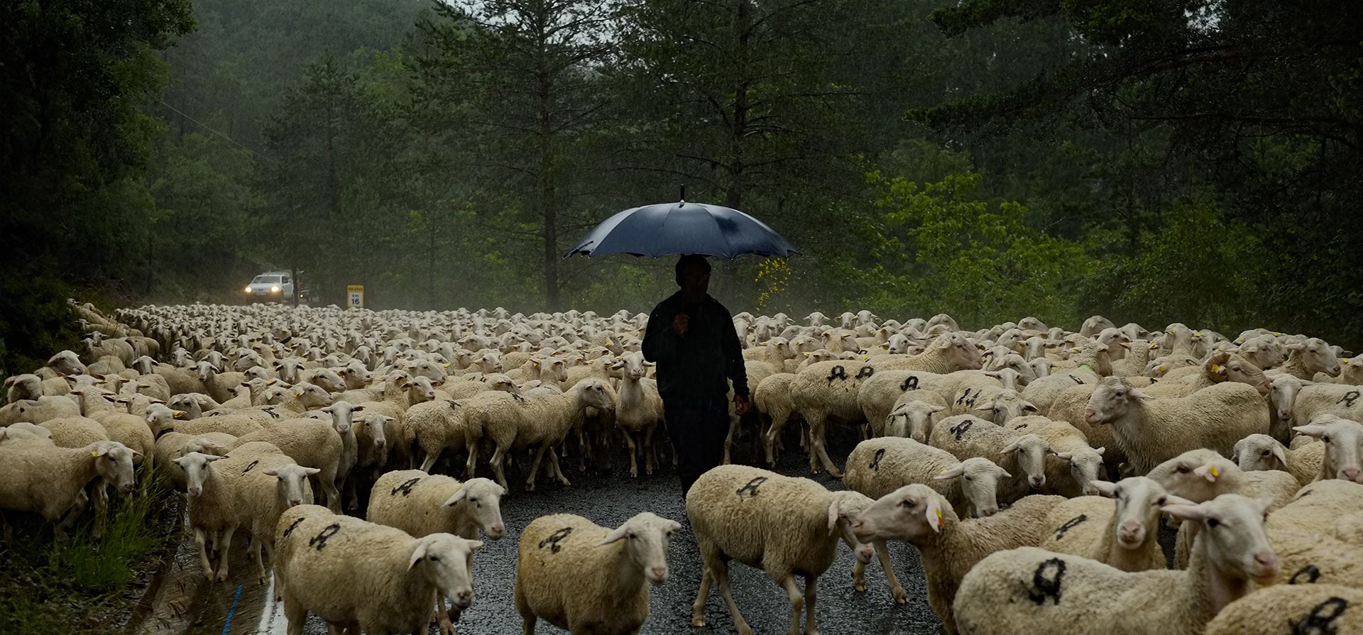 Ángel Mari Sanz, de 62 años, uno de los últimos pastores trashumantes de España, guía su rebaño por la antigua ruta de trashumancia La Cañada de Los Roncaleses, en la provincia de Navarra, cerca de Burgui, al norte de España. (AP Foto/Álvaro Barrientos) Ángel Mari Sanz, de 62 años, uno de los últimos pastores trashumantes de España, guía su rebaño por la antigua ruta de trashumancia La Cañada de Los Roncaleses, en la provincia de Navarra, cerca de Burgui, al norte de España. (AP Foto/Álvaro Barrientos)