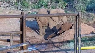 Pupy estuvo 35 años en cautiverio y seis meses de libertad: murió en Brasil