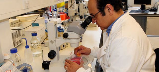 Crean espermatozoides humanos  con c&eacute;lulas madre embrionarias