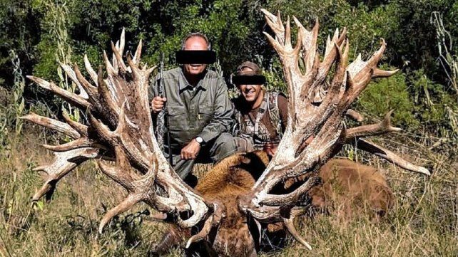 Un ejemplar de ciervo colorado fue encontrado con vida en Gualeguaychú.