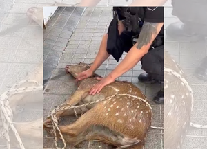 Sorpresa en barrio Fomento 9 de Julio: un ciervo axis corría desorientado por las calles y fue rescatado