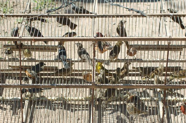 Cautiverio. Las llamadas aves de jaula sufren la caza indiscriminada para su comercialización.&nbsp;