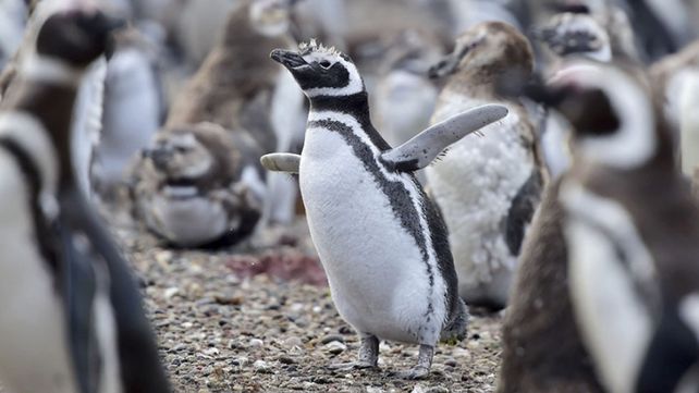Denuncian el traslado de más de 40 pingüinos y piden frenar su envío a Río Negro.