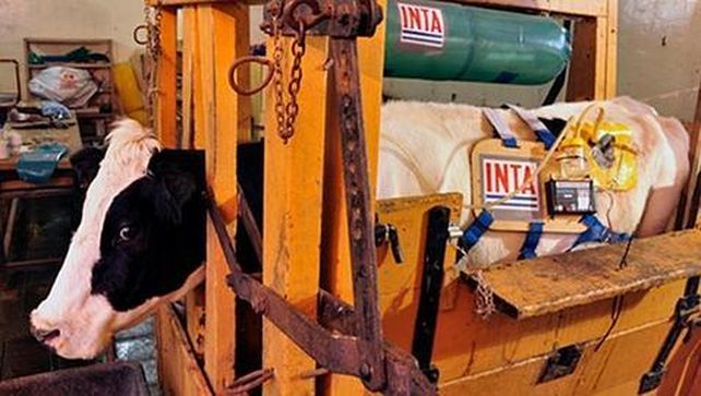 Las flatulencias bovinas, la salvación del planeta