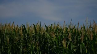 Campaña agrícola: la falta de lluvias enciende alertas en el sur santafesino
