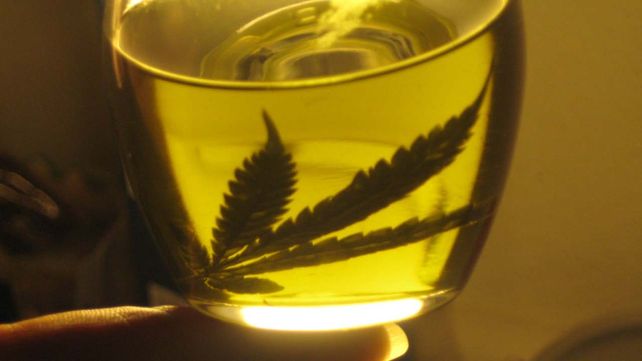 Buscan autorizar el uso medicinal del aceite de Cannabis Buscan autorizar el uso medicinal del aceite de Cannabis