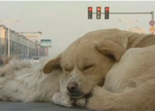 Amistad sin límites: un perro cuidando el cuerpo de su amigo muerto