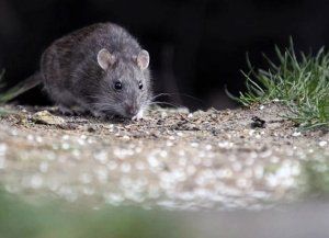 Leptospirosis en Santa Fe: el departamento La Capital es el que concentra la mayor cantidad de casos