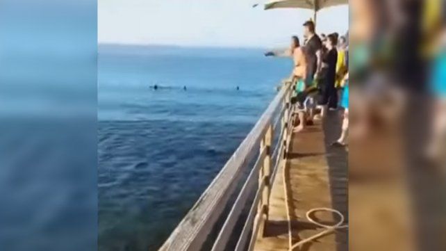 Un tiburón atacó y mató a dos turistas europeas en Egipto