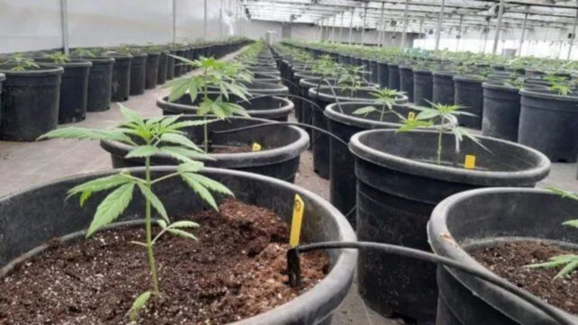 Habrá siete tipo de licencias para la producción de cannabis medicinal.&nbsp;