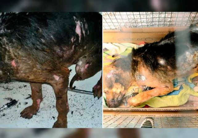 Quedó libre el hombre que prendió fuego y mató un perro