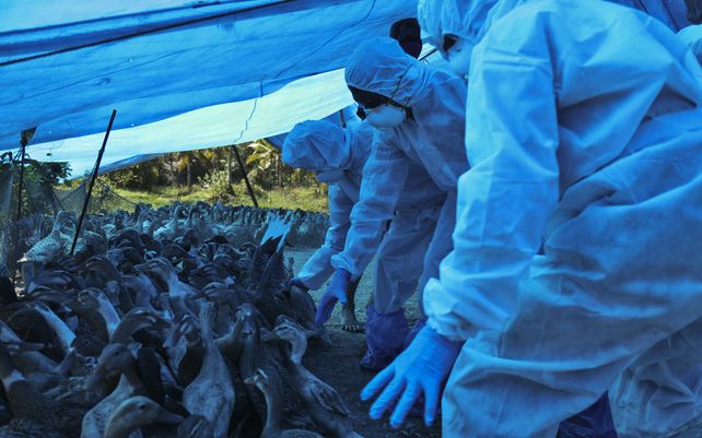 Trabajadores sanitarios comienzan a sacrificar patos después de que se detectara la cepa H5N8 de la gripe aviar entre aves domésticas en el distrito de Alappuzha
