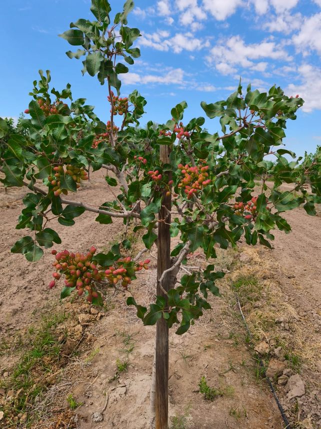 Así es la planta del pistacho. En el caso del campo de los Comba plantaron la variedad UCB1 que viene desde Estados Unidos. 