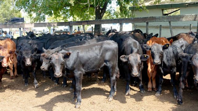 Los precios de la hacienda comercializada en los distintos remates realizados en los predios feriales de las sociedades rurales entrerrianas mostraron durante mayo un comportamiento de marcada estabilidad