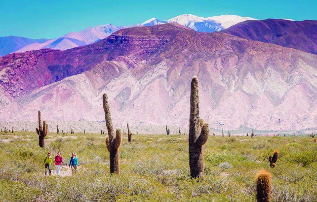 Los cardones forman parte de uno de los paisajes más emblemáticos del norte argentino