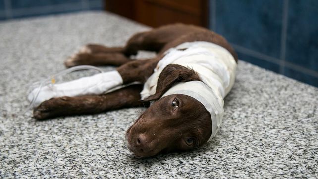 Caso Chocolate: condenaron a un año de prisión condicional al peluquero