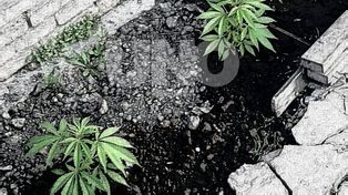 Insospechadas derivaciones: su madre lo denunció por robo y en su casa le hallaron plantines de marihuana