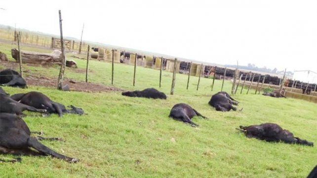 Ocurrió en Rincón de Nogoyá