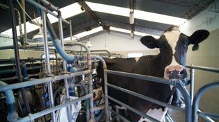 En los tambos santafesinos trabajan 15 mil personas. Los productos lácteos, clave en las exportaciones.