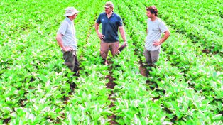 Area núcleo. BCR analizó márgenes de todos los actores de la cadena.