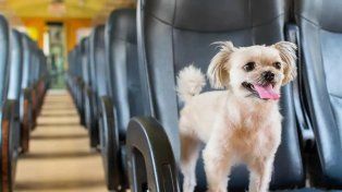 Mascotas en colectivos de larga distancia: cuáles son los requisitos para viajar
