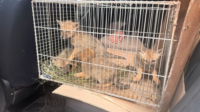 Cuatro zorros bebé fueron rescatados por un pescador en la zona de Estancia Santa Rosa en Roldán