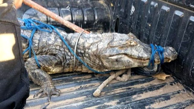 Rescataron a un yacaré negro en la zona de Arroyo Seco y buscan a otro