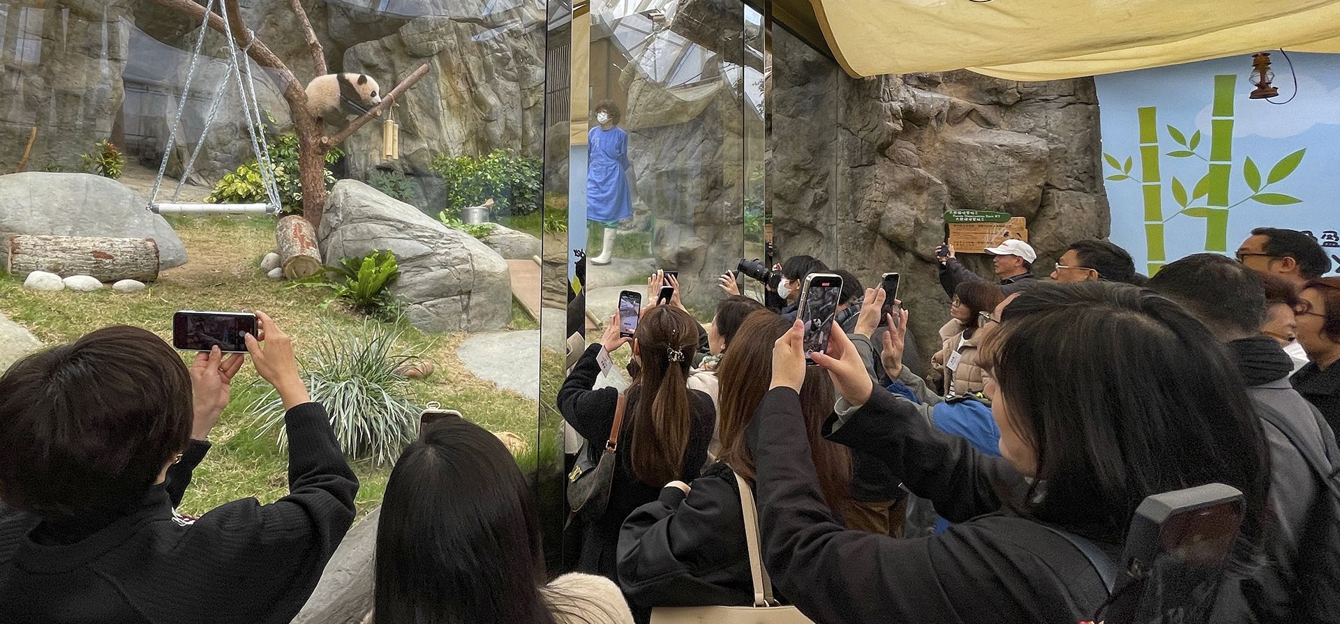 Uno de los dos cachorros de panda, aún sin nombre, es visto cerca de sus cuidadores durante una visita de visitantes selectos en un recinto en Ocean Park en Hong Kong el viernes 7 de febrero de 2025. (Foto AP) Uno de los dos cachorros de panda, aún sin nombre, es visto cerca de sus cuidadores durante una visita de visitantes selectos en un recinto en Ocean Park en Hong Kong el viernes 7 de febrero de 2025. (Foto AP)