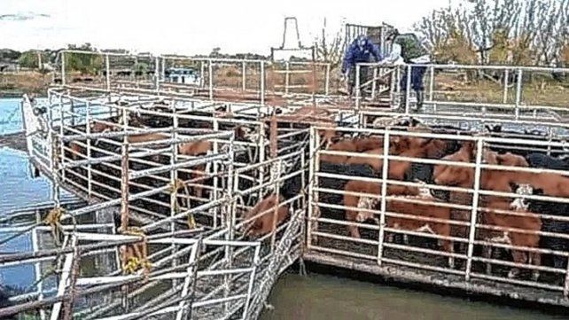 Crecida del Paraná: trabajo contra reloj para sacar ganado