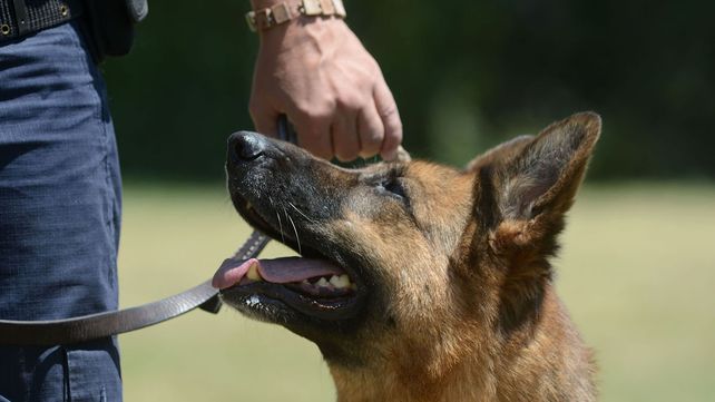 El d&iacute;a del perro es en homenaje a un ovejero alem&aacute;n.&nbsp;