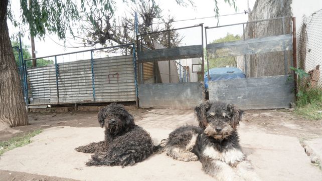 Los dos perros de Sergio Benítez custodian el lugar donde su dueño cayó asesinado en Villa Gobernador Gálvez.