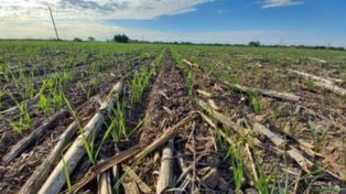 Las lluvias de junio reactivaron la siembra y el trigo ya cubre más de la mitad del área prevista