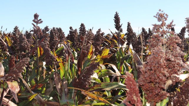 Se espera recuperar producción de sorgo en la campaña 2026/27