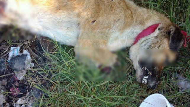 Encontraron un perro horriblemente mutilado en la zona oeste de Paraná
