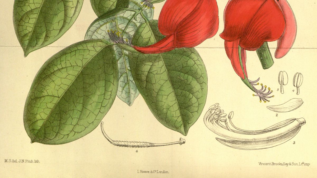 Día de la Flor Nacional: por qué se eligió el ceibo y qué leyendas circulan sobre su origen d-a-de-la-flor-nacional-por-qu-se-eligi-el-ceibo-y-qu-leyendas-circulan-sobre-su-origen