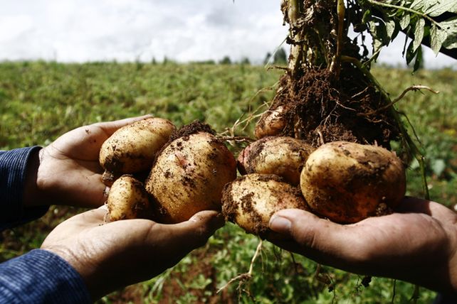 En sólo 15 años, Santa Fe perdió el 80% del cordón frutihortícola