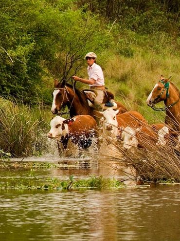 Crecida del río Paraná: cómo es la tarea de los baqueanos para evacuar el ganado de las islas por El Niño