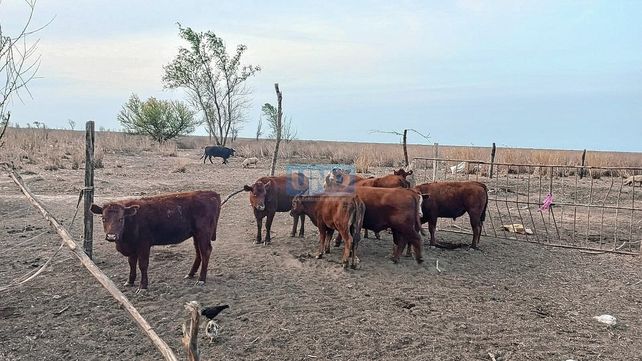 Islas: encontraron siete pescadores de Santa Fe robando varios vacunos