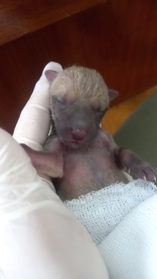 Los zorreznos fueron asistidos por Salud Animal.