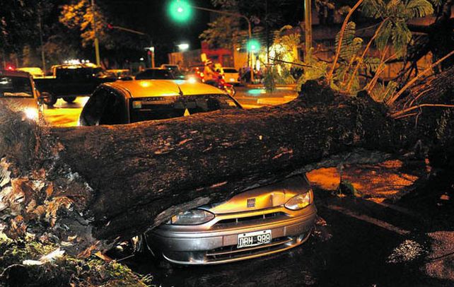 Fuertes vientos. La tormenta tiró al menos 47 árboles en Tucumán.