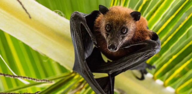 El zorro volador o murciélago frugívoro es el huésped natural del virus de Nipah.&nbsp;