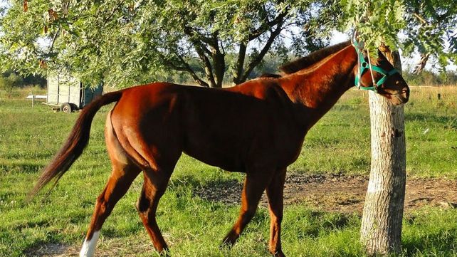 Rescataron en Vera un caballo de carrera robado en Entre Ríos