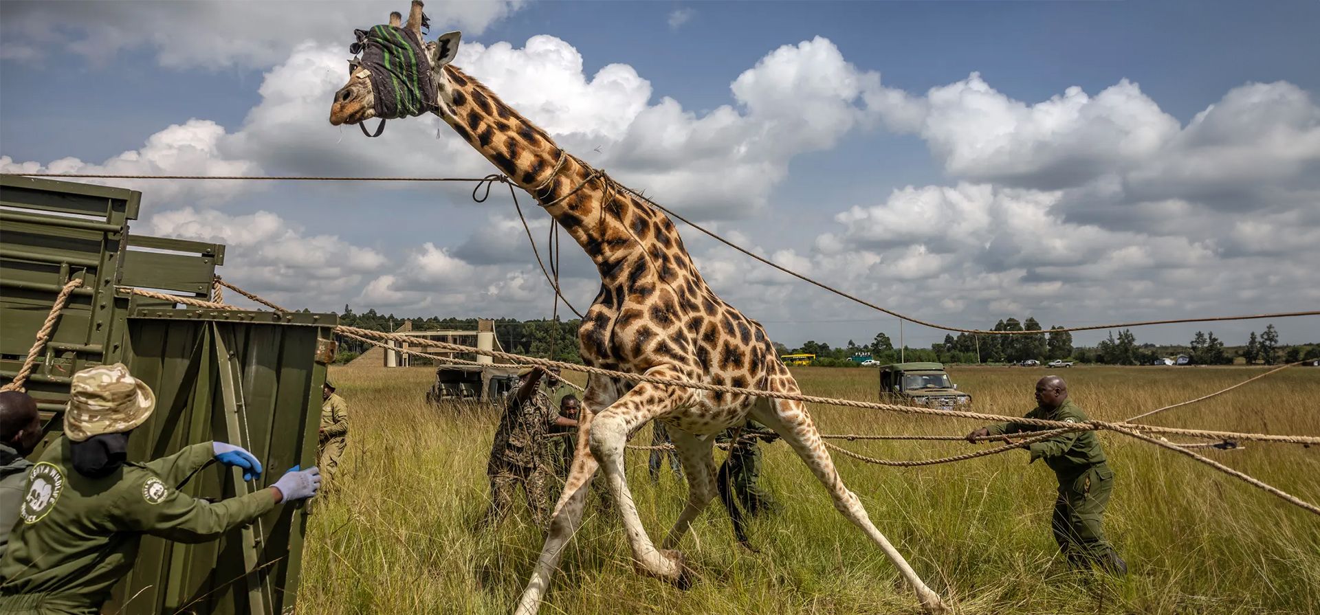 Miembros del Servicio de Vida Silvestre de Kenia intentan controlar a una jirafa que ha sido tranquilizada y con los ojos vendados durante un ejercicio de translocación para jirafas salvajes en una granja cerca de Eldoret. En el oeste de Kenia, las jirafas salvajes están siendo reubicadas en Ruko Conservancy para seguir fomentando la paz entre las comunidades Pokot e Ilchamus, históricamente enfrentadas, Eldoret, Kenia. Fotografía: Luis Tato/AFP/Getty Images Miembros del Servicio de Vida Silvestre de Kenia intentan controlar a una jirafa que ha sido tranquilizada y con los ojos vendados durante un ejercicio de translocación para jirafas salvajes en una granja cerca de Eldoret. En el oeste de Kenia, las jirafas salvajes están siendo reubicadas en Ruko Conservancy para seguir fomentando la paz entre las comunidades Pokot e Ilchamus, históricamente enfrentadas, Eldoret, Kenia. Fotografía: Luis Tato/AFP/Getty Images