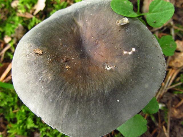 Cómo los hongos pueden provocar lluvias
