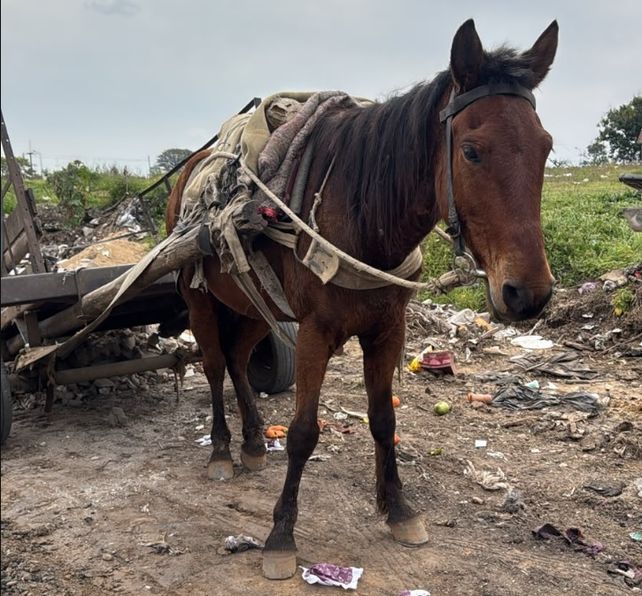 El caballo fue traslado para su evaluación y determinar su estado.